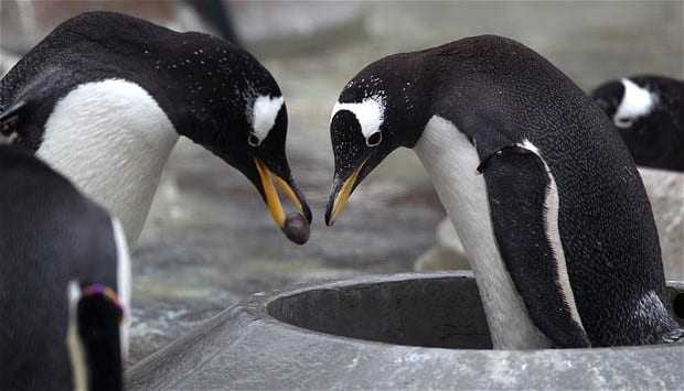 Οι πιγκουίνοι κάνουν πρόταση γάμου στη σύντροφό τους!