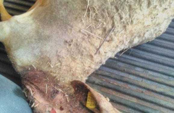 Λύκοι επιτέθηκαν σε κοπάδι με πρόβατα στην Ξάνθη – Νεκρά 8 ζώα