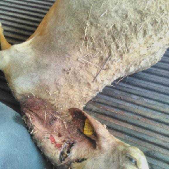 Λύκοι επιτέθηκαν σε κοπάδι με πρόβατα στην Ξάνθη – Νεκρά 8 ζώα