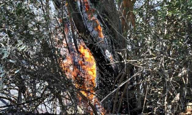 Πυρκαγιά σε ορεινό όγκο της Ροδόπης