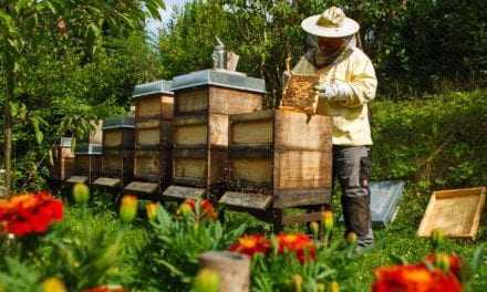 6,2 εκ. για την ενίσχυση της μελισσοκομίας