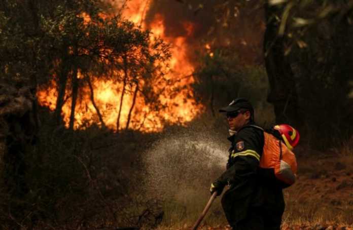 175 στρέμματα δάσους έγιναν στάχτη στην Δαδιά