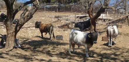 Οι κτηνοτρόφοι μπορούνε να κρατήσουν τα ζώα τους μέσα στα χωριά