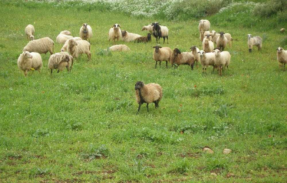 Δήλωση ιδιωτικών Βοσκοτόπων  στα διαχειριστικά σχέδια βόσκησης της Περιφέρειας Ανατολικής Μακεδονίας και Θράκης