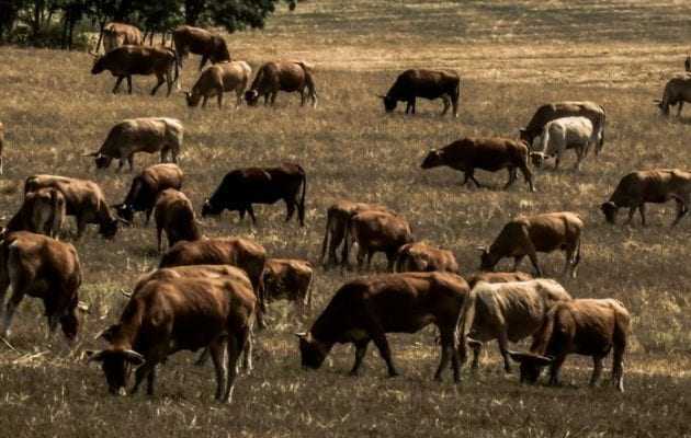 Κοπάδι με βόδια από τα Σκόπια μπήκε να βοσκήσει στην Ελλάδα – Συνελήφθησαν Σκοπιανοί βοσκοί και βόδια