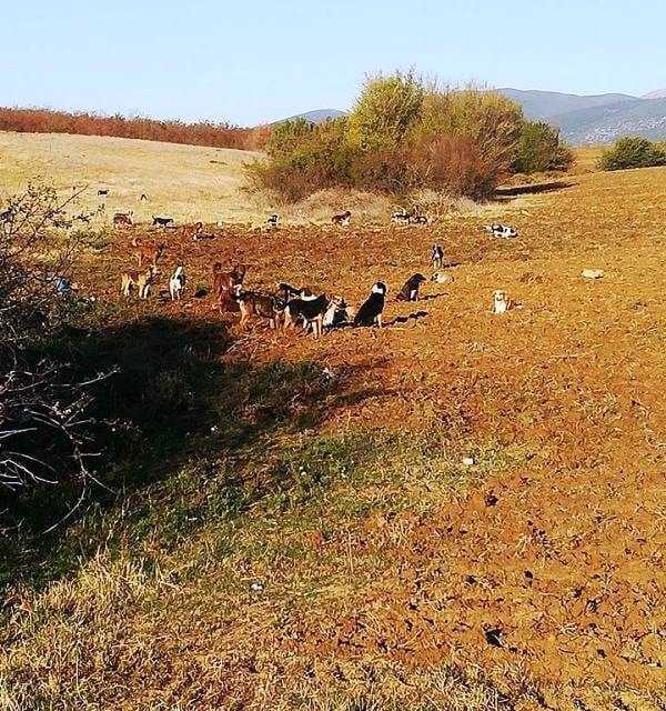 Αγέλες σκύλων παραμονεύουν δυο βήματα από την Ξάνθη