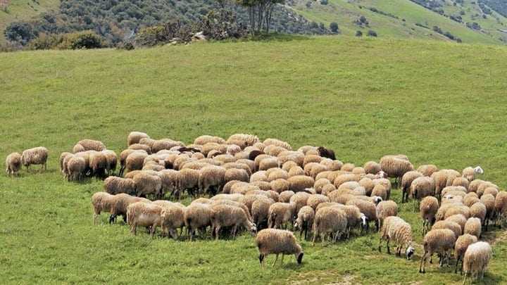 ΒΙΟΛΟΓΙΚΗ ΚΤΗΝΟΤΡΟΦΙΑ ΣΤΗΝ Α.Μ.Θ.