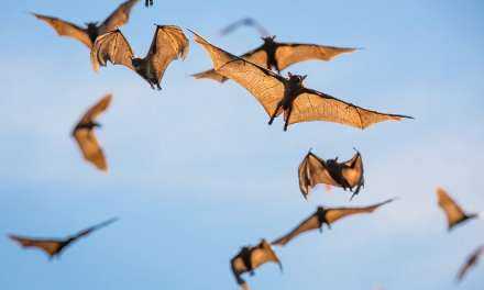 Οι επιστήμονες αναζητούν στις νυχτερίδες το μυστικό της μακροζωίας
