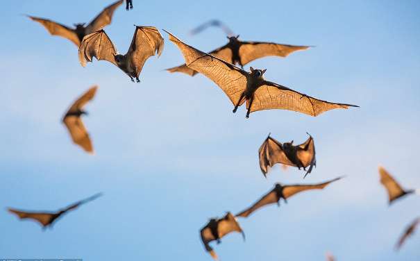 Οι επιστήμονες αναζητούν στις νυχτερίδες το μυστικό της μακροζωίας