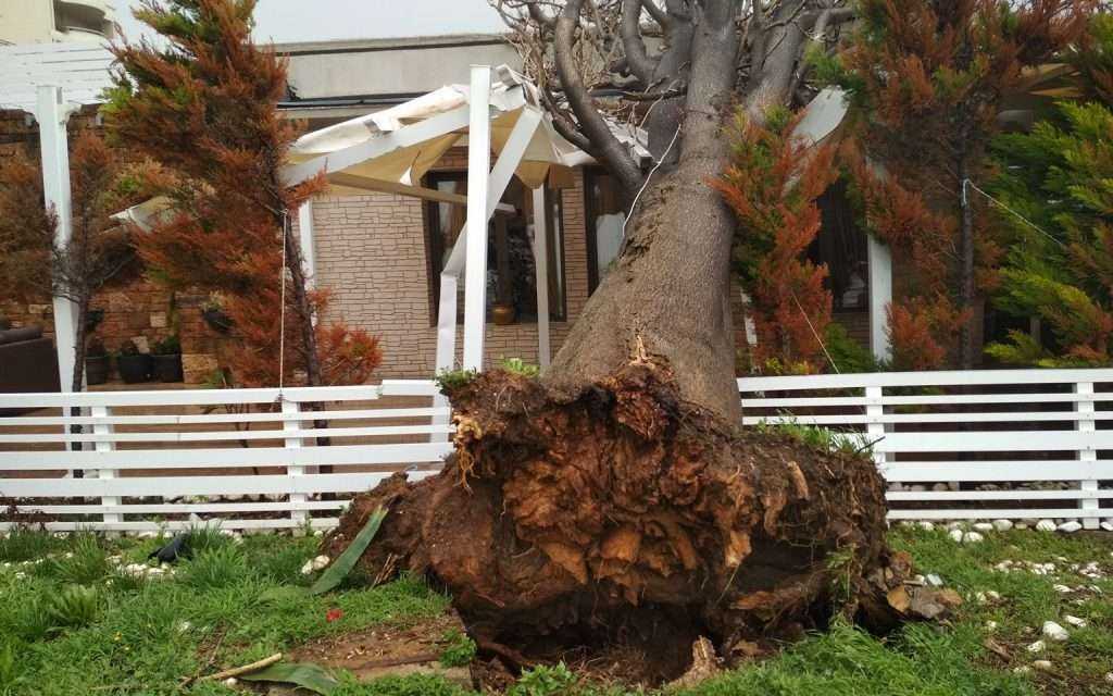 ΑΛΕΞΑΝΔΡΟΥΠΟΛΗ: Έπεσε δένδρο λόγω κακοκαιρίας