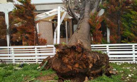 ΑΛΕΞΑΝΔΡΟΥΠΟΛΗ: Έπεσε δένδρο λόγω κακοκαιρίας