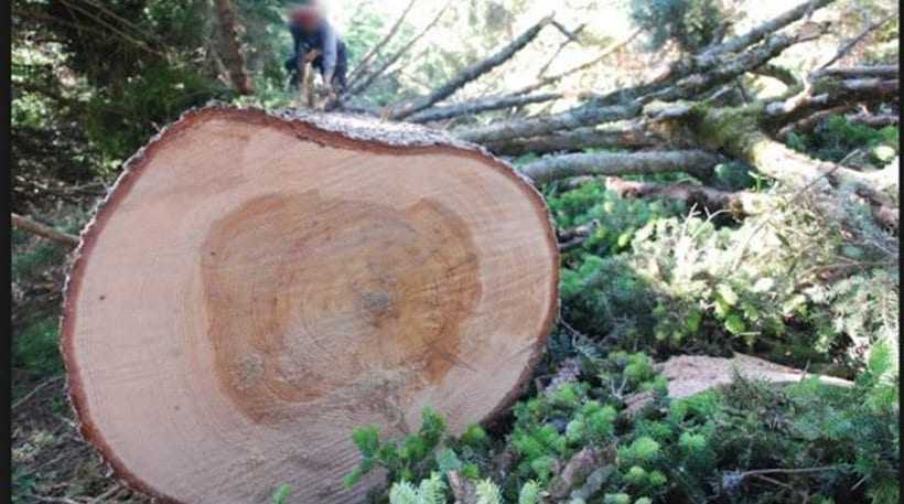 Δένδρο πλάκωσε και σκότωσε υλοτόμο