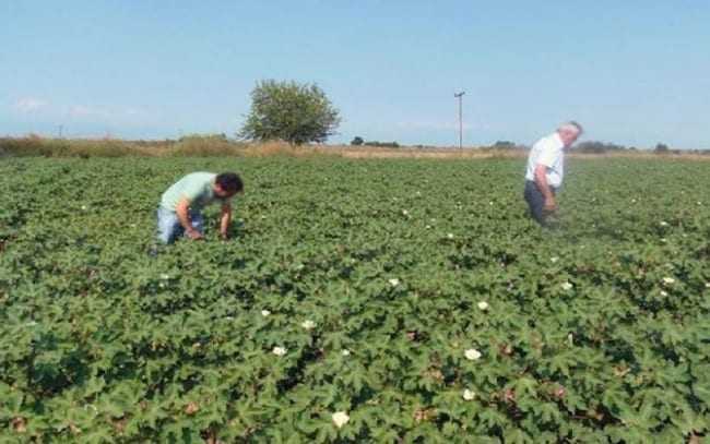 Φυτοπροστασία της βαμβακοκαλλιέργειας- Τεχνικό Δελτίο