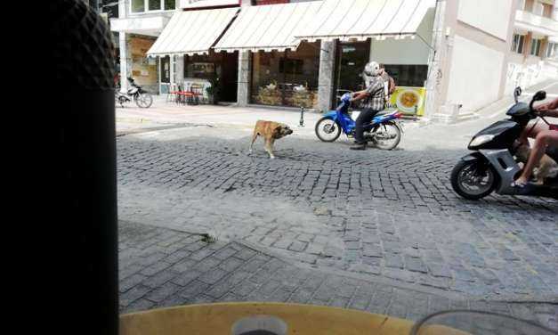 Τα λόγια είναι περιττά όταν … “Μία εικόνα χίλιες λέξεις”. Απλά θα πούμε ότι τρόμαξε να φύγει ο άνθρωπος