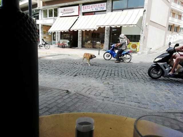 Τα λόγια είναι περιττά όταν … “Μία εικόνα χίλιες λέξεις”. Απλά θα πούμε ότι τρόμαξε να φύγει ο άνθρωπος