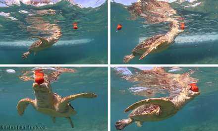 Μην ταΐζετε θαλάσσιες χελώνες. Δεν είναι κατοικίδια λέει το λιμεναρχείο