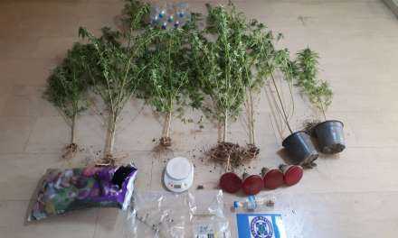 Σύλληψη 43χρονου  για καλλιέργεια δενδρυλλίων κάνναβης και κατοχή ναρκωτικών στην Κομοτηνή