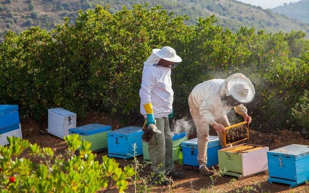 Οι μελισσοκόμοι να δηλώσουν τα μελίσσια μέχρι τις 21 Ιανουαρίου του 2019