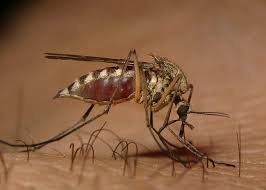 Χειρονόμοι ή κουνούπια στο Πόρτο Λάγος;