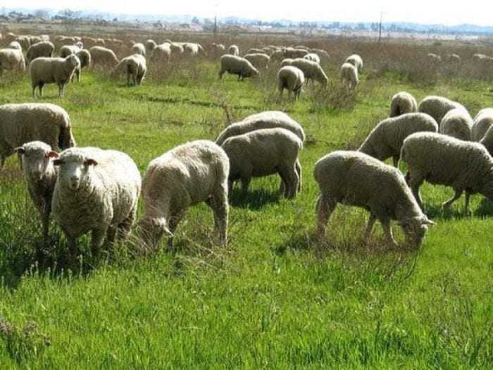 «Ανάρτηση καταστάσεων κατανομής επιλέξιμων βοσκοτόπων έτους 2018» .