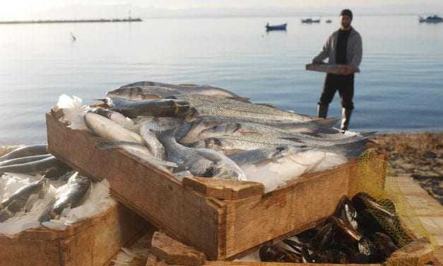 Αργοπεθαίνουν οι επαγγελματίες ψαράδες στην Βόρειο Ελλάδα λόγω της αθρόας και ανεξέλεγκτης εισαγωγής τουρκικών αλιευμάτων-Τι κάνουν οι βουλευτές του ΣΥΡΙΖΑ;