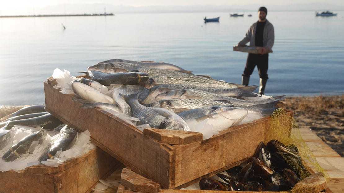 Αργοπεθαίνουν οι επαγγελματίες ψαράδες στην Βόρειο Ελλάδα λόγω της αθρόας και ανεξέλεγκτης εισαγωγής τουρκικών αλιευμάτων-Τι κάνουν οι βουλευτές του ΣΥΡΙΖΑ;