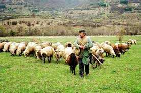 Ακατάσχετο μέχρι 15.000 ευρώ ζητούν οι κτηνοτρόφοι της ΑΜΘ