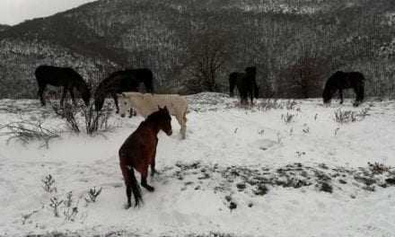 Όμορφα τα άγρια άλογα της Ροδόπης αλλά … πεινασμένα