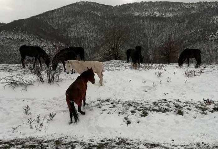 Όμορφα τα άγρια άλογα της Ροδόπης αλλά … πεινασμένα