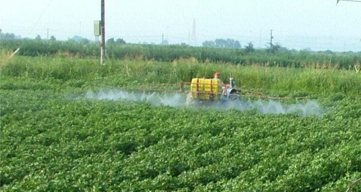 Ενημερώσεις από την Διεύθυνση Αγροτικής Οικονομίας της Περιφέρειας για την φυτοπροστασία της  βαμβακοκαλιέργειας