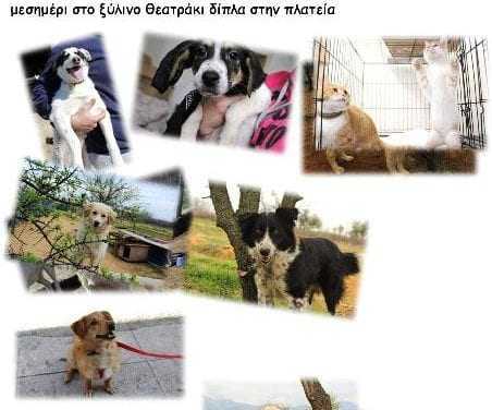 Υιοθετείστε ένα αδέσποτο λένε οι “Αδέσποτοι Φίλοι Ξάνθης”