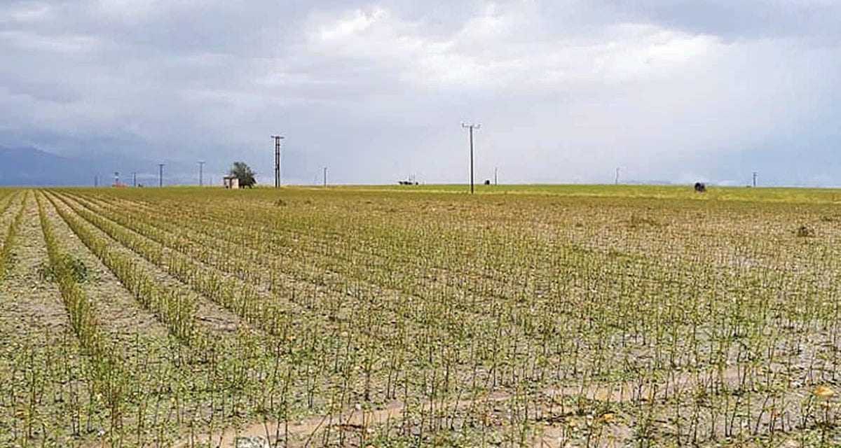 «Ταφόπλακα» για εκατοντάδες καλλιεργητές η κακοκαιρία στη Ροδόπη