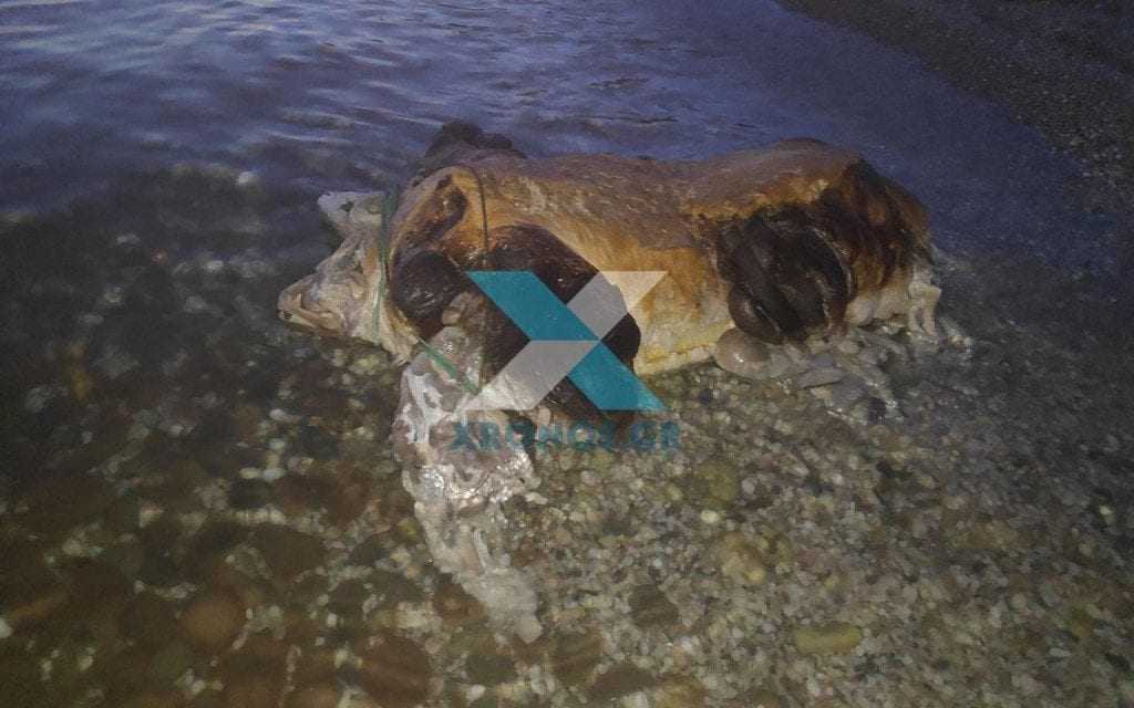 Περίεργο πλάσμα… ξεβράστηκε σε ακτή της Μαρώνειας