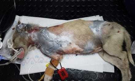 3000 ευρώ επικήρυξη για τον ασυνείδητο που τραυμάτισε σκύλο στην Ξάνθη
