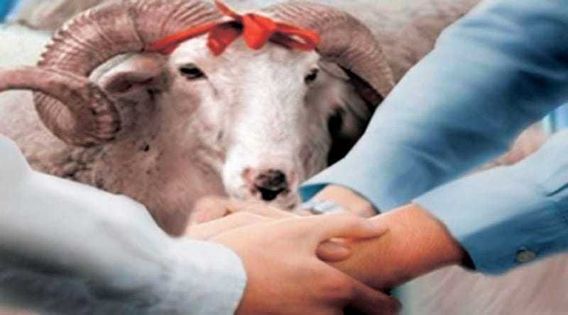 Παράνομη η ελεύθερη σφαγή ζώων για την θρησκευτική γιορτή (ΚΟΥΡΜΠΑΝ ΜΠΑΪΡΑΜ)