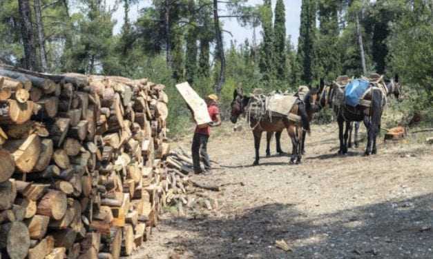  Προβλήματα στην κάλυψη ατομικών αναγκών σε καυσόξυλα των κατοίκων του Δήμου Μύκης και των οικισμών της Σταυρούπολης στην Π.Ε. Ξάνθης.