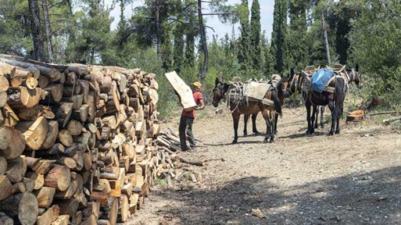  Προβλήματα στην κάλυψη ατομικών αναγκών σε καυσόξυλα των κατοίκων του Δήμου Μύκης και των οικισμών της Σταυρούπολης στην Π.Ε. Ξάνθης.