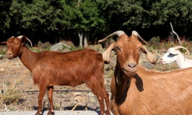 Κρίση λόγω κατσικιών στη Σαμοθράκη