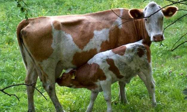 Οι κτηνοτρόφοι της Ξάνθης τα είχαν χύμα, τους ήρθαν και «τσουβαλάτα»