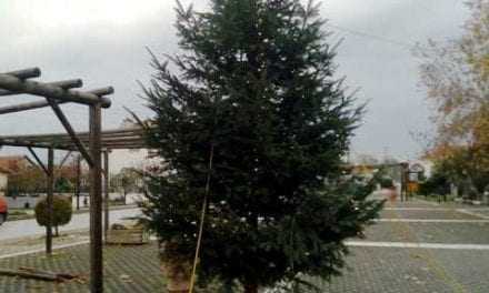 Ανάβει το Χριστουγεννιάτικο δένδρο στα Μάγγανα