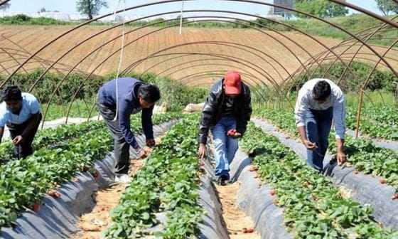 Ποιος είπε ότι ο Μητσοτάκης θα διώξει τους λαθρομετανάστες; Από τα hot spot στα χωράφια- Το νέο σχέδιο για την ενσωμάτωση των μεταναστών