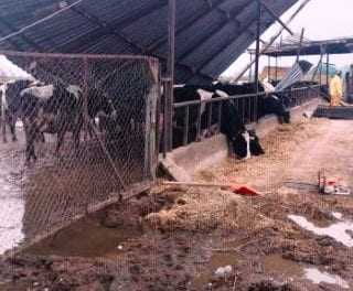 Η κακοκαιρία άφησε την σφραγίδα της στους κτηνοτρόφους