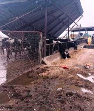 Η κακοκαιρία άφησε την σφραγίδα της στους κτηνοτρόφους