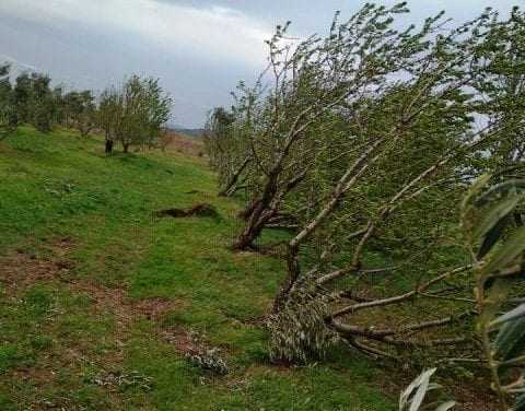 Η κακοκαιρία “λάβωσε” και το βιολογικό κτήμα Γαβριήλ