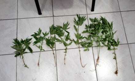 ΔΡΑΜΑ: Συνελήφθη ένα άτομο για καλλιέργεια φυτών κάνναβης