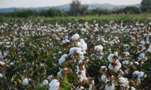 2 o ΤΕΧΝΙΚΟ ΔΕΛΤΙΟ ΓΕΩΡΓΙΚΩΝ ΠΡΟΕΙΔΟΠΟΙΗΣΕΩΝ ΟΛΟΚΛΗΡΩΜΕΝΗΣ ΦΥΤΟΠΡΟΣΤΑΣΙΑΣ ΣΤΗ ΒΑΜΒΑΚΟΚΑΛΛΙΕΡΓΕΙΑ ΤΗΣ ΠΕΡΙΦΕΡΕΙΑΚΗΣ ΕΝΟΤΗΤΑΣ ΞΑΝΘΗΣ ΕΤΟΥΣ 2020