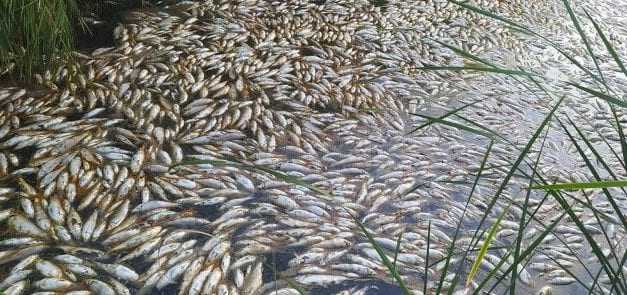 Νεκρά ψάρια στον Κομψάτο και την Ισμαρίδα. Τι λέει η Κτηνιατρική Υπηρεσία