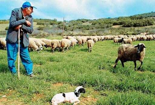 Χ. Κεφαλίδου: Κύριε Υπουργέ καταστρέφονται οι κτηνοτρόφοι της ΑΜΘ