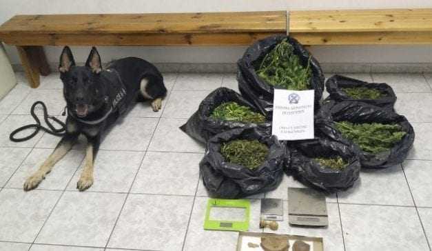 ΧΡΥΣΟΥΠΟΛΗ: Έμπορος ναρκωτικών είχε θάψει την κάνναβη στην αυλή του – Βρέθηκε με την βοήθεια του αστυνομικού σκύλου της Ξάνθης