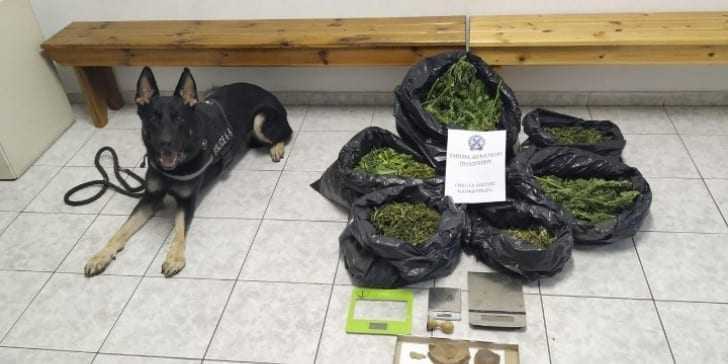 ΧΡΥΣΟΥΠΟΛΗ: Έμπορος ναρκωτικών είχε θάψει την κάνναβη στην αυλή του – Βρέθηκε με την βοήθεια του αστυνομικού σκύλου της Ξάνθης